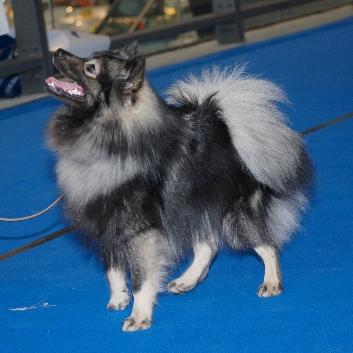 Duke von der Roßsteige