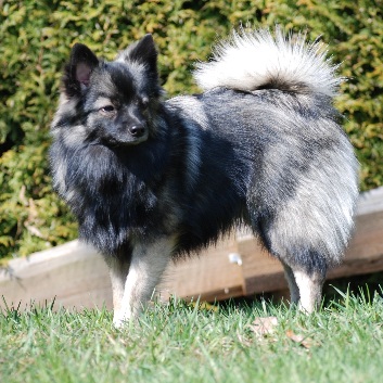 Mittelspitz Falbala Freja von der Roßsteige