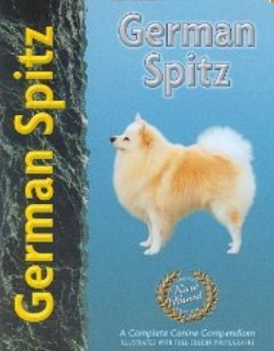 German Spitz 2
