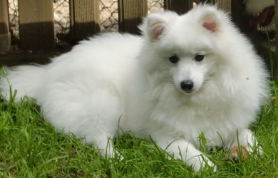 Japan Spitz Rasseportrait 11