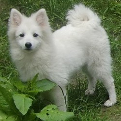 Japan Spitz Rasseportrait 13