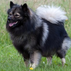 Mittelspitz Gismo von der Roßsteige - Bildergalerie