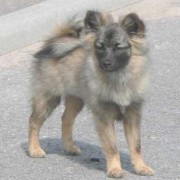 Mittelspitz Arabella von der Rosteige mit 4 Monaten