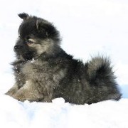 Mittelspitz Arabella von der Rosteige mit 8 Wochen