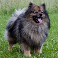 Mittelspitz Bandit-Louie von der Roßsteige - Bildergalerie