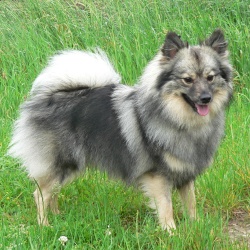 Mittelspitz Belana von der Roßsteige
