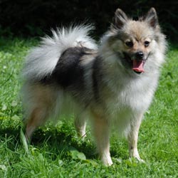 Mittelspitz Caprica von der Roßsteige 2
