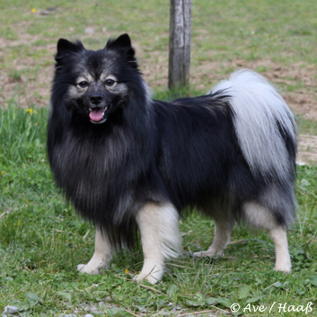 Mittelspitz Cisco von der Roßsteige Mittelspitz Cisco von der Roßsteige