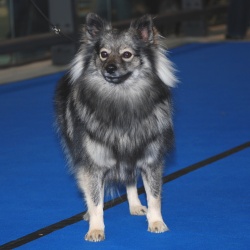 Mittelspitz Despina von der Roßsteige