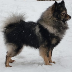 Mittelspitz Django von der Roßsteige
