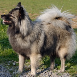 Mittelspitz Ella von der Roßsteige