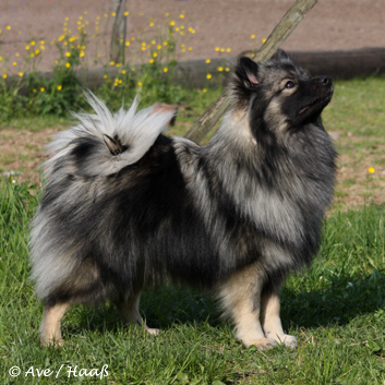 Mittelspitz Fletcher von der Roßsteige