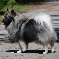 Mittelspitz Ice-T von der Roßsteige