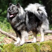 Mittelspitz Liam Antaris mit knapp 2 Jahren