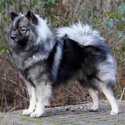 Mittelspitz Liam Antaris von der Roßsteige - Bildergalerie