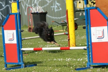 Mittelspitz Penelope von der Rosteige Rufname Shanty 02