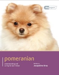 Pomeranian - Dog Expert