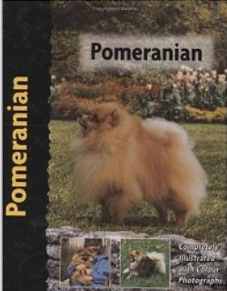 Pomeranian 2
