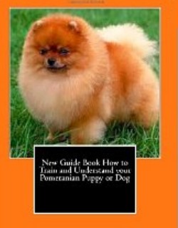 Pomeranian Puppy or Dog