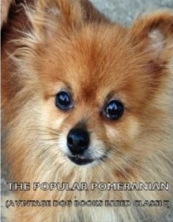 The Popular Pomeranian