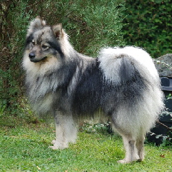 Balou von der Roßsteige